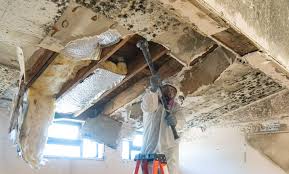 Best Mold Damage Restoration in Monroe, UT